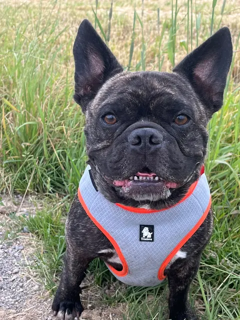 Eine Französische Bulldogge mit Geschirr sitzt im hohen Gras