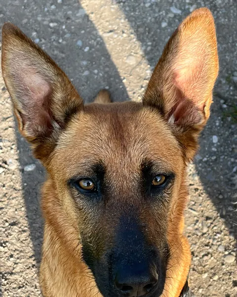 Svenja, hund mit großen Stehohren und schwarzer Maske, von nah