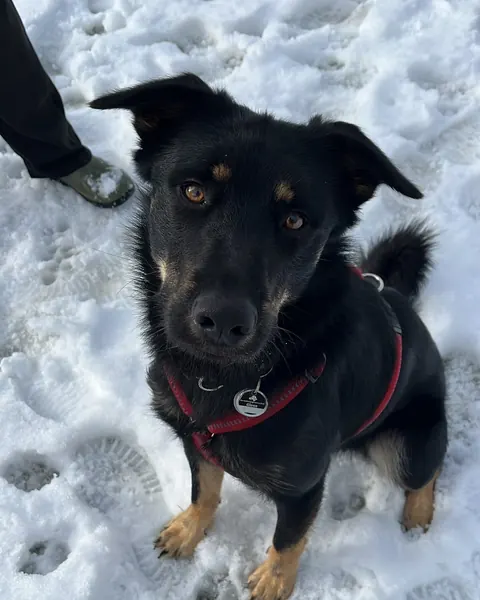 Suki, schwarzer Hund mit roten Abzeichen sitzt im Schnee