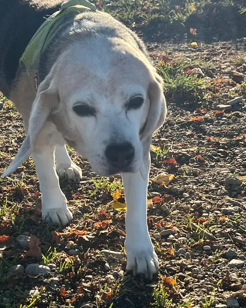 Miss Marple, älterer heller Hund läuft über den Feldweg