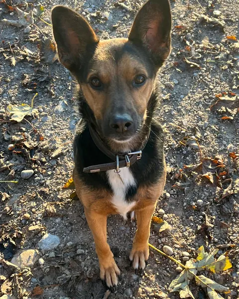 Alba, schlanker schwarz-brauner Hund sitzt im Herbstlaub