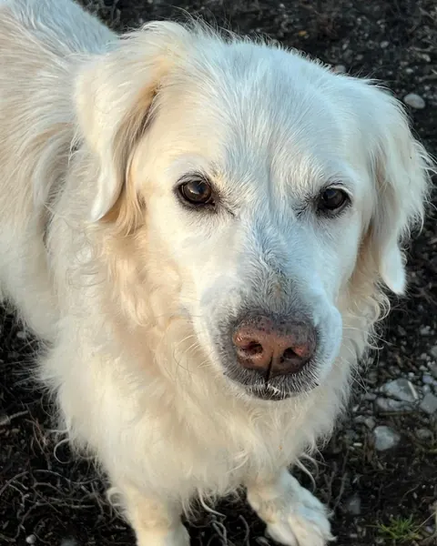 Elli, weißer Hund mit langem Fell schaut in die Kamera