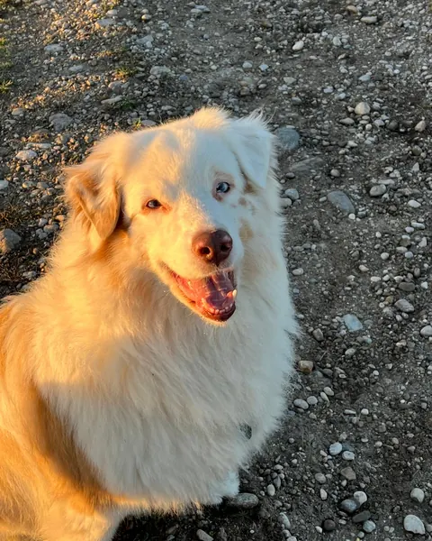 Murphy, heller Hund mit langem Fell in der Morgensonne