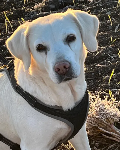 Mila, weißer Labrador mit schwarzem Geschirr