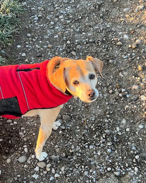 Tapsi, kleiner Hund im roten Mantel auf dem Kiesweg