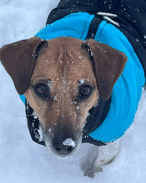 Paula, brauner Hund im blauen Mantel im Schnee