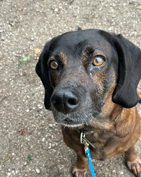 Bertl, dunkler Hund mit Schlappohren sitzt auf dem Kiesweg