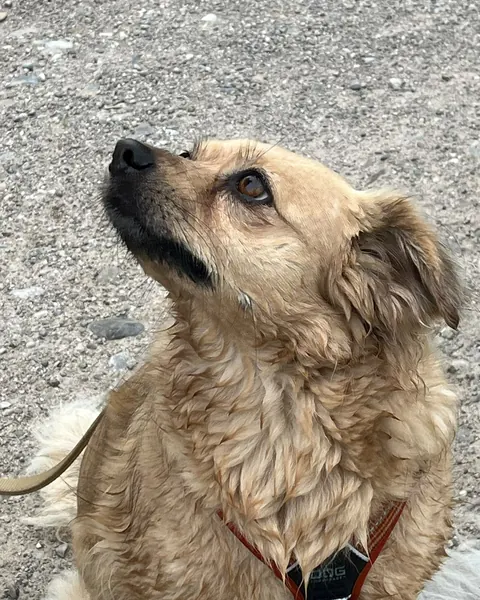 Gabi, hund mit hellem, lockigem Fell schaut nach oben