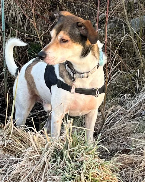Dasher, dreifarbiger kleiner Hund steht im trockenen Gras