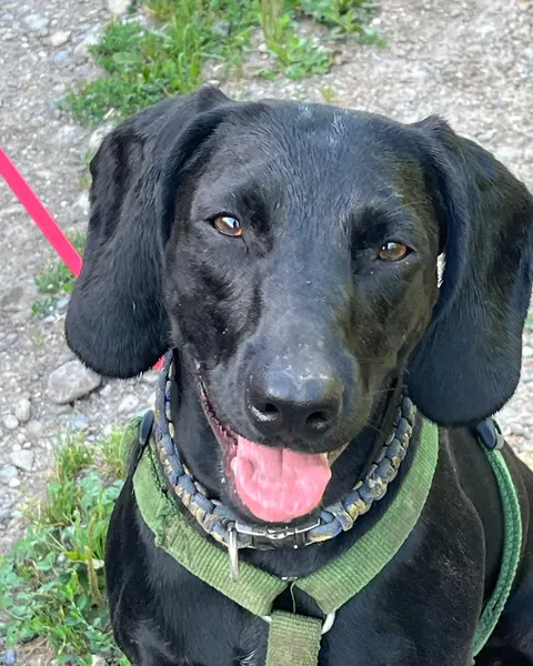 Ellie, schwarzer Hund mit Schlappohren und grünem Geschirr lacht in die Kamera