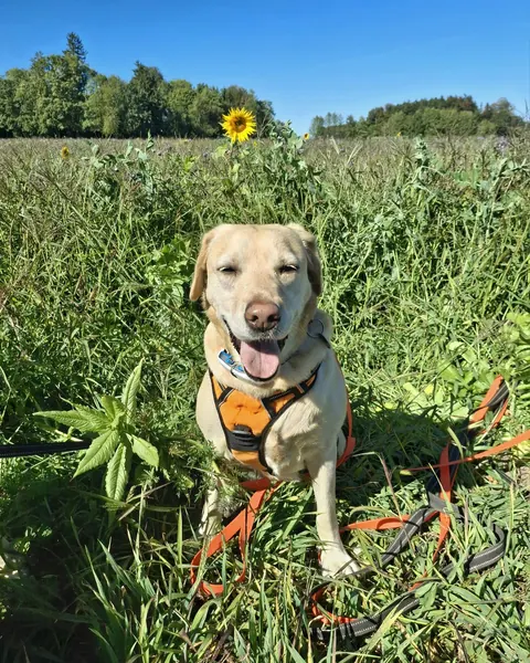 Donna, ein heller Hund, sitzt auf einer Sommerwiese mit Sonnenblume