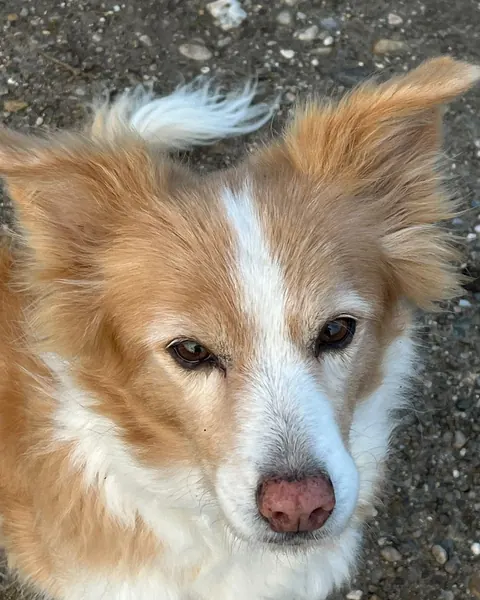 Rotbraun-weißer Hund mit rosa Nase von nah