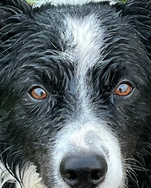 Schwarz-weißer Hund mit bernsteinfarbenen Augen von nah