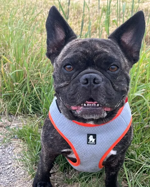 Franzl, eine Französische Bulldogge mit grauem Geschirr, im hohen Gras