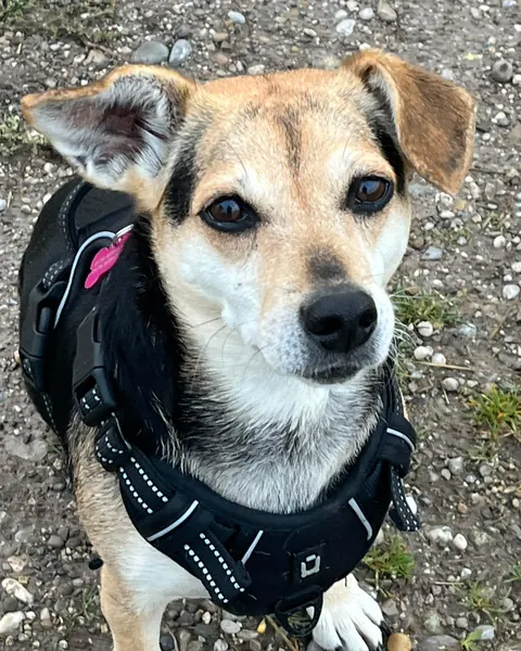 Lilli, eine kleine Hündin mit schwarzem Geschirr, auf dem Feldweg