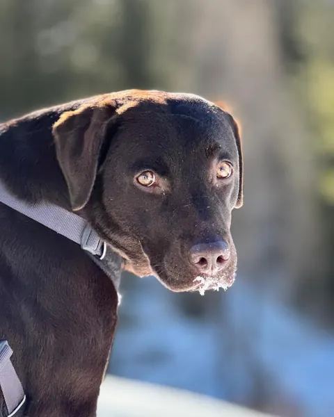Luna, eine schokobraune Labradorhündin mit Schnee an der Schnauze