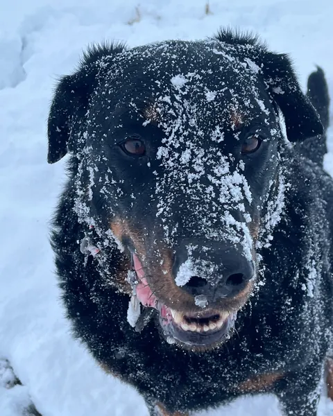 Max, ein großer schwarzer Hund, mit Schnee auf der Schnauze