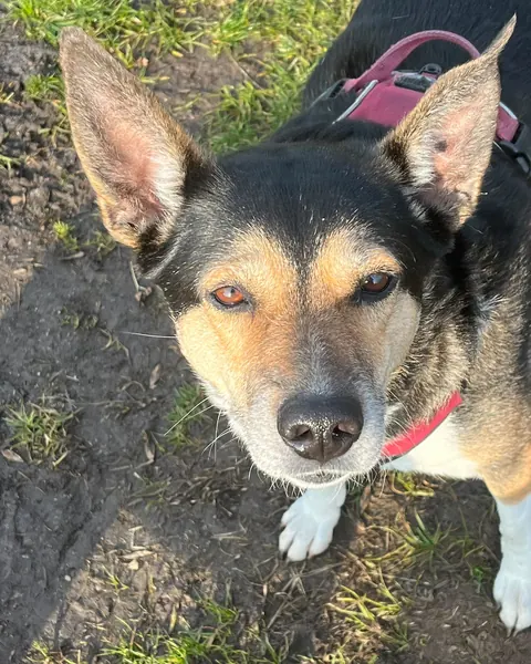 Nala, eine dreifarbige Hündin mit großen Ohren, schaut von unten in die Kamera
