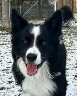 Sky, ein schwarz-weißer Hütehund, im Schnee