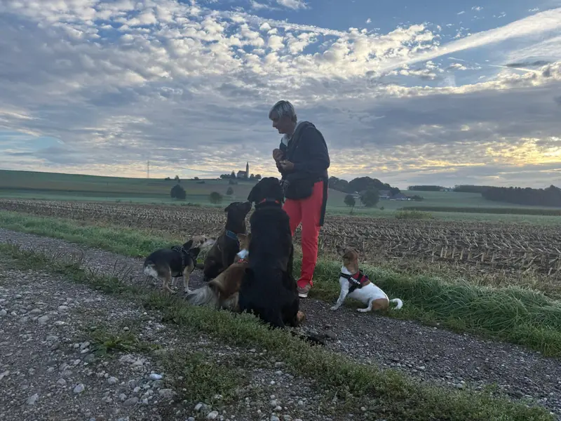 Katrin steht mit Leckerli in der Hand am Feldweg, die Hunde der Gruppe sitzen erwartungsvoll um sie herum