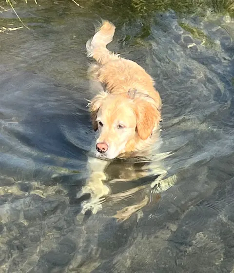 Ein heller Hund badet im Bach