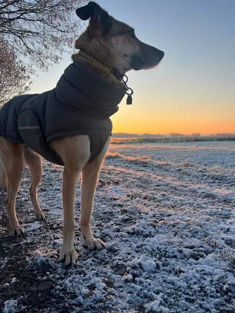 Ein Hund im Wintermantel vor dem Sonnenuntergang