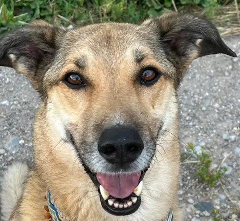 Ein Hund schaut mit offenem Maul fröhlich in die Kamera