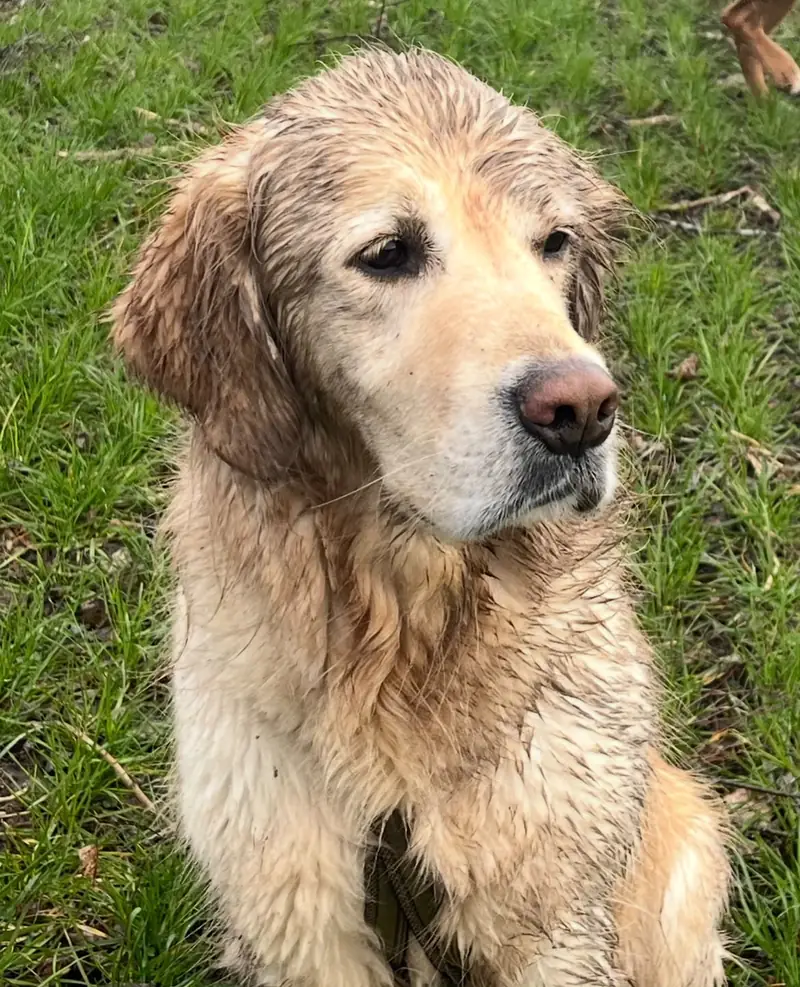 Ein nasser Golden Retriever sitzt zufrieden im Gras