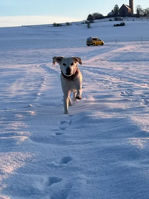 Ein Hund rennt über ein verschneites Feld