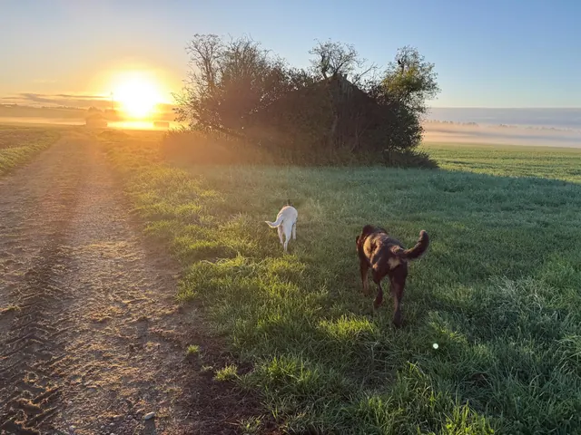 Zwei Hunde im Freilauf auf einer Wiese bei Sonnenaufgang