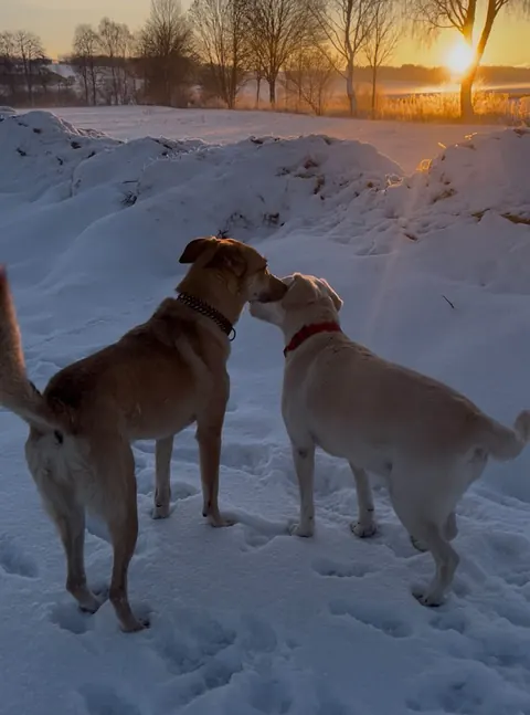 Zwei Hunde beschnuppern sich im Schnee bei Abendsonne