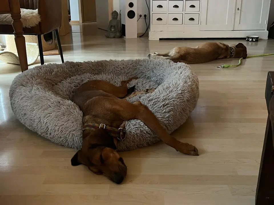 Zwei Hunde schlafen nach dem Gassi zu Hause, einer zusammengerollt im Hundebett, einer auf dem Boden