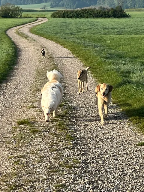 Drei Hunde laufen nebeneinander einen Feldweg entlang