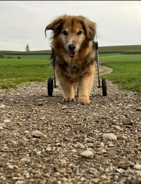 Ein älterer Hund mit Rollwagen auf dem Feldweg