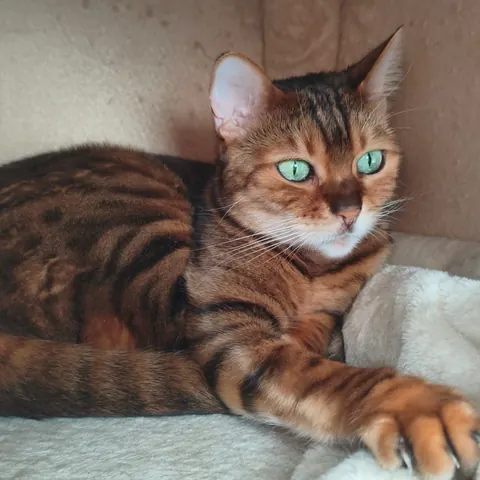 Eine Bengalkatze mit grünen Augen liegt auf einer Decke