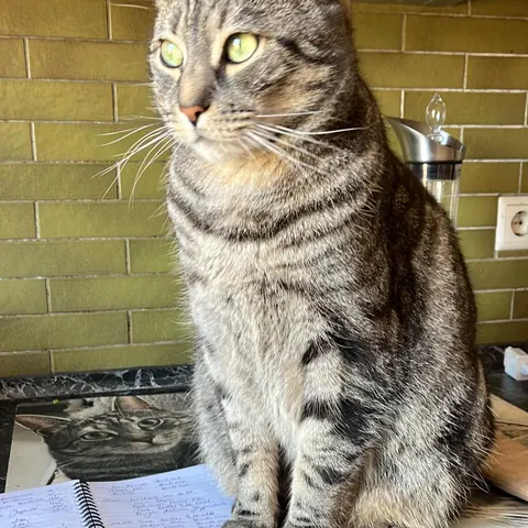 King, ein getigerter Kater, sitzt in der Küche auf dem Herd