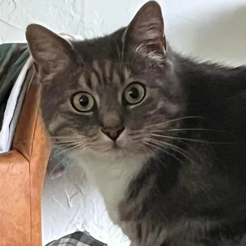 Lui, ein grauer Kater mit großen Augen, schaut in die Kamera