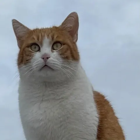 Eine rot-weiße Katze sitzt auf einem Pfosten
