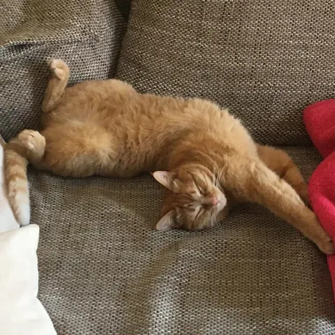Lucy, eine rot getigerte Katze, liegt ausgestreckt auf dem Sofa