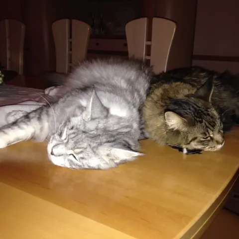 Zwei Katzen schlafen aneinandergekuschelt auf dem Tisch