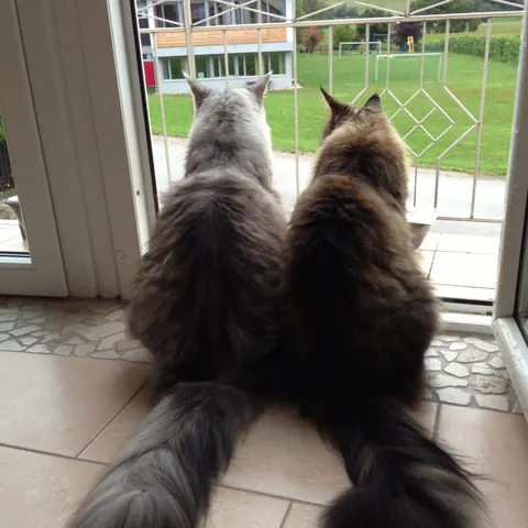 Zwei Maine-Coon-Katzen sitzen an der Terrassentür und schauen hinaus