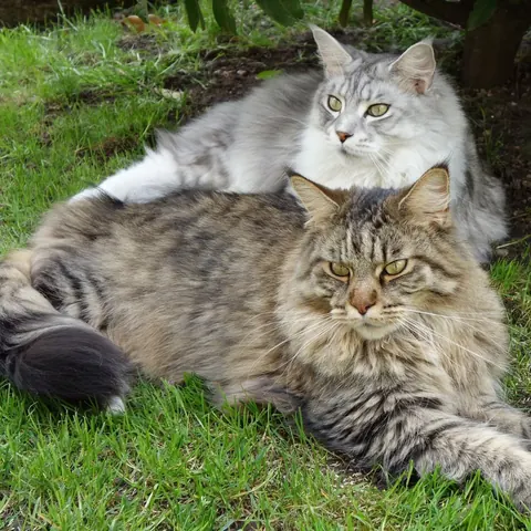 Zwei Maine-Coon-Katzen liegen zusammen im Gras
