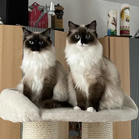 Zwei Ragdoll-Katzen mit blauen Augen sitzen auf dem Kratzbaum
