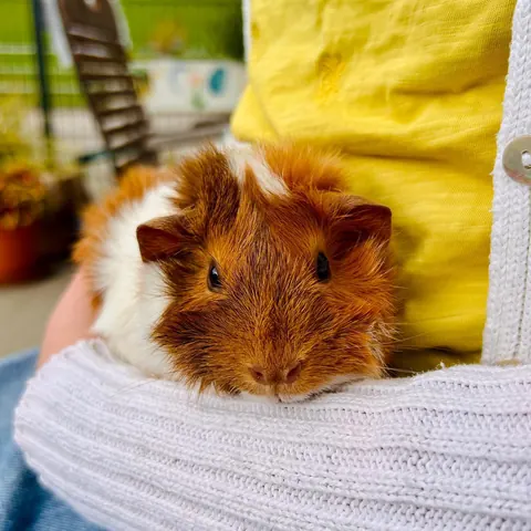 Ein rot-weißes Meerschweinchen kuschelt sich in einen Arm