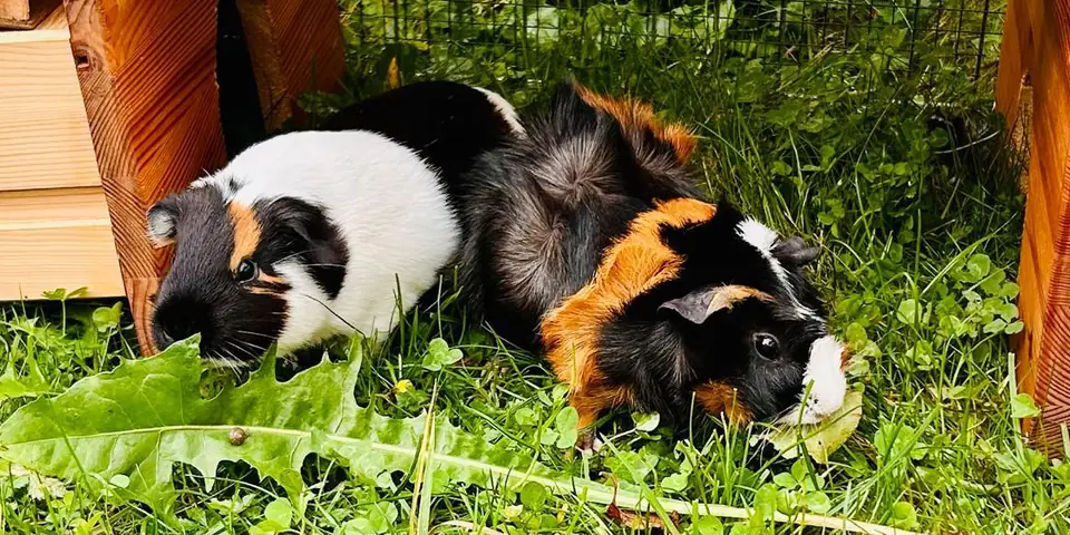 Zwei Meerschweinchen knabbern Löwenzahn im Gras ihres Gartengeheges