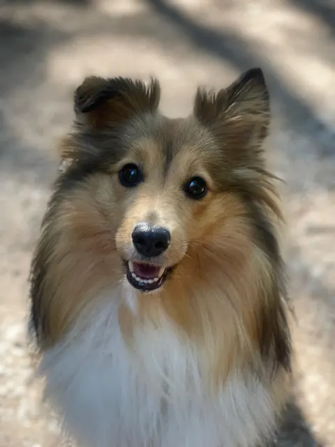Ein Sheltie schaut freundlich in die Kamera