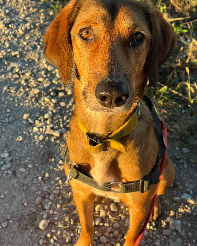 Elenor, ein rotbrauner Hund mit gelbem Halstuch, schaut in die Kamera